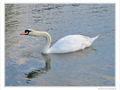 Cygne d'�tirement -- 05/07/10