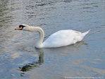 Cygne d'�tirement -- 05/07/10