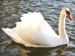 Cygne de Lumi�re -- 01/06/12