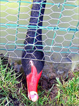 Noir, que suis-je�? -- 25/03/05
