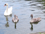 Cygnons sous l'oeil protecteur parental -- 05/09/10