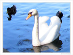Le cygne et son escorte -- 21/09/09