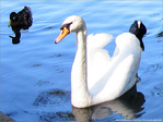 Le cygne et son escorte -- 21/09/09
