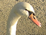 Cygne de t�te -- 07/04/10