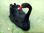 Qui me fait Cygne�? -- 27/08/08