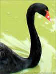 Je Cygne d'un S -- 09/09/08