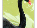 Je cygne d'un S -- 09/09/08