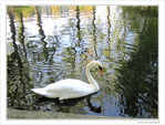 Les arbres se mirent, le cygne glisse