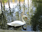 Les arbres se mirent, le cygne glisse -- 20/11/09