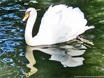 Miroir, mon beau miroir, que fais-tu de mon reflet�? -- 14/11/09