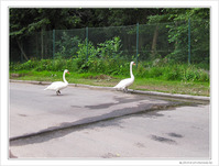 Ne boude pas, reviens vers nous
