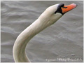 Bien d�tendre la nuque�! Une deux, une deux... -- 20/11/10