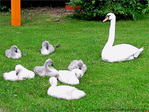 Attention�! Paparazzi�! Arr�tez de remuer les Enfants�! -- 17/07/12