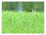 Dimanche au bord de l'eau -- 06/09/09