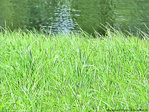 Dimanche au bord de l'eau -- 06/09/09