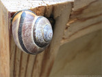 Escargot Courageux -- 14/05/13