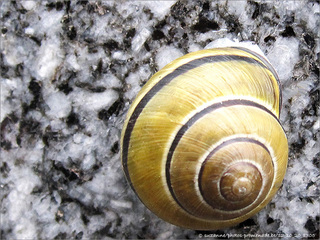 Petit Escargot dans sa Maisonnette