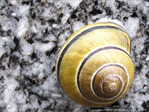 Petit Escargot dans sa Maisonnette -- 18/04/13