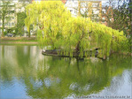 Arbre pour canards -- 26/04/05