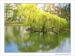 Arbre pour canards -- 26/04/05