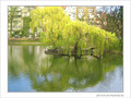 Arbre pour canards -- 26/04/05