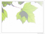 Brume -- 02/11/09