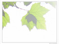 Brume -- 02/11/09