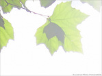 Brume -- 02/11/09