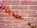 Guirlande Rouge -- 27/11/09