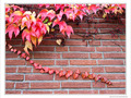 Guirlande descendante -- 24/11/09