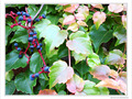 La Campagne ... en ville -- 23/11/09