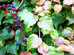 La Campagne ... en ville -- 23/11/09