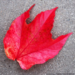 D�pos�e par le vent d'automne -- 28/11/09