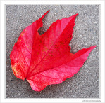 D�pos�e par le vent d'automne -- 28/11/09
