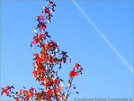 Rouge de f�vrier -- 28/02/06