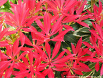 Pourpre��toil� -- 17/05/10