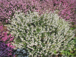 Fleurs d'Artifice -- 11/05/09