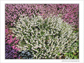 Fleurs d'artifice -- 11/05/09