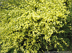 Fleurs d'Artifice jaune -- 14/06/09