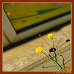 Le Printemps dans la Rue 2026 -3- -- 11/05/26