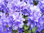 Bonne F�te Maman -- 12/05/13