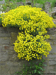 Jaune cascade -- 04/05/09