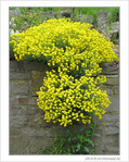 Jaune cascade -- 04/05/09