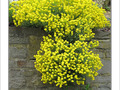Jaune cascade -- 04/05/09