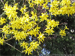 Dor� sur branches -- 13/05/09