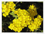 Bouquets dor�s -- 20/05/10