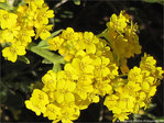 Bouquets dor�s -- 20/05/10