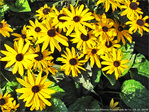 Elles dansent l'�t�