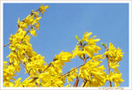 Eclatante floraison dorée