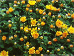 Pouss�es par le Vent d'Automne -- 23/10/08